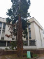 Velingrad