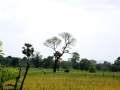 Sigiriya