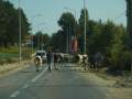 Demirkoy