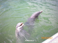 Cayo blanko