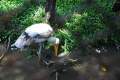 Dusit Zoo