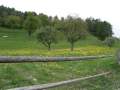 HEIDILAND