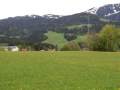 Scheffau