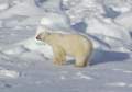 Svalbard