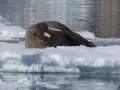 Svalbard