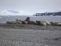 Svalbard