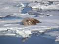 Svalbard
