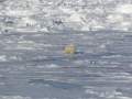 Svalbard