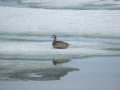 Svalbard