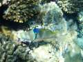 Sharm el Sheikh