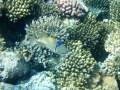 Sharm el Sheikh