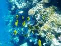 Sharm el Sheikh