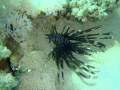 Sharm el Sheikh